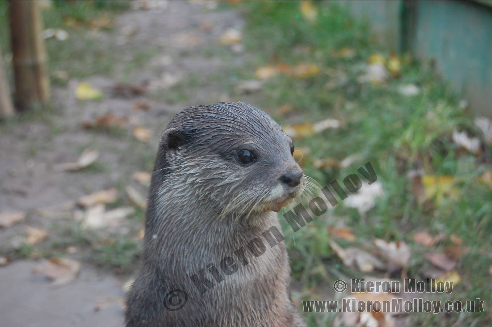 Oriental small-clawed otter (Aonyx cinerea)