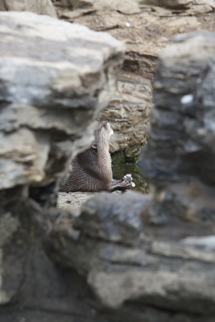 Oriental Smallclawed Otter/ Aonyx cinerea
