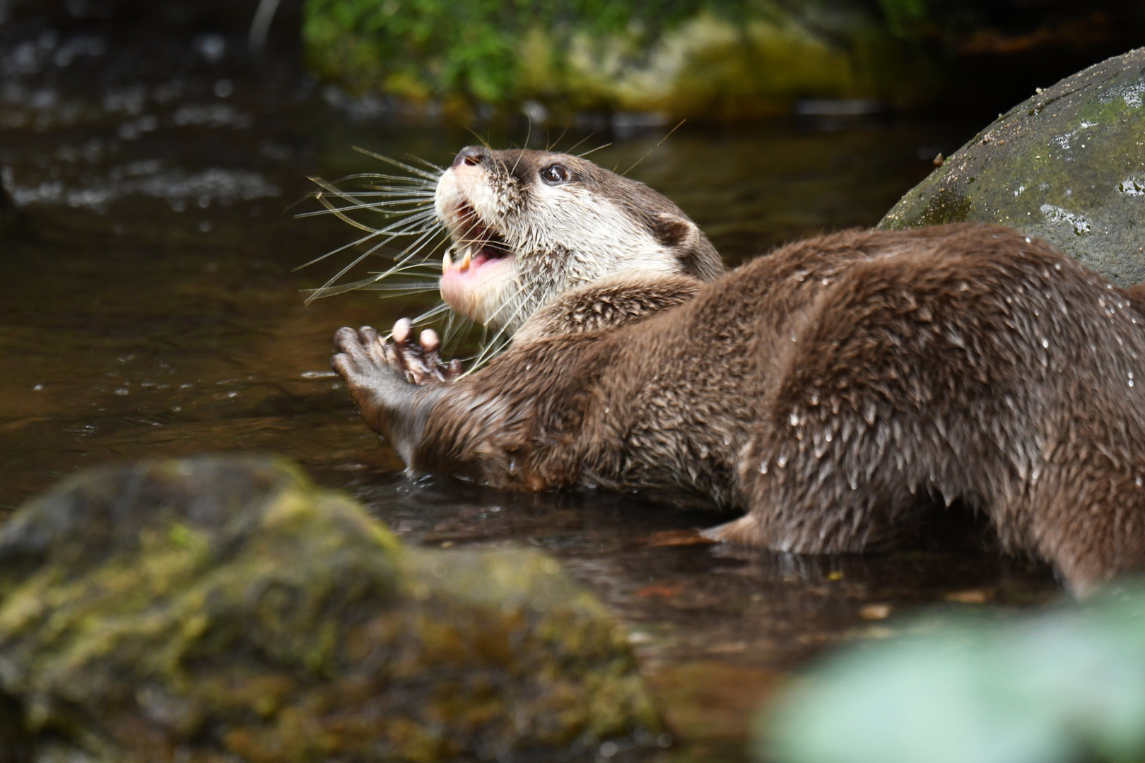 Oriental Small-clawed Otter - Aonyx cinerea