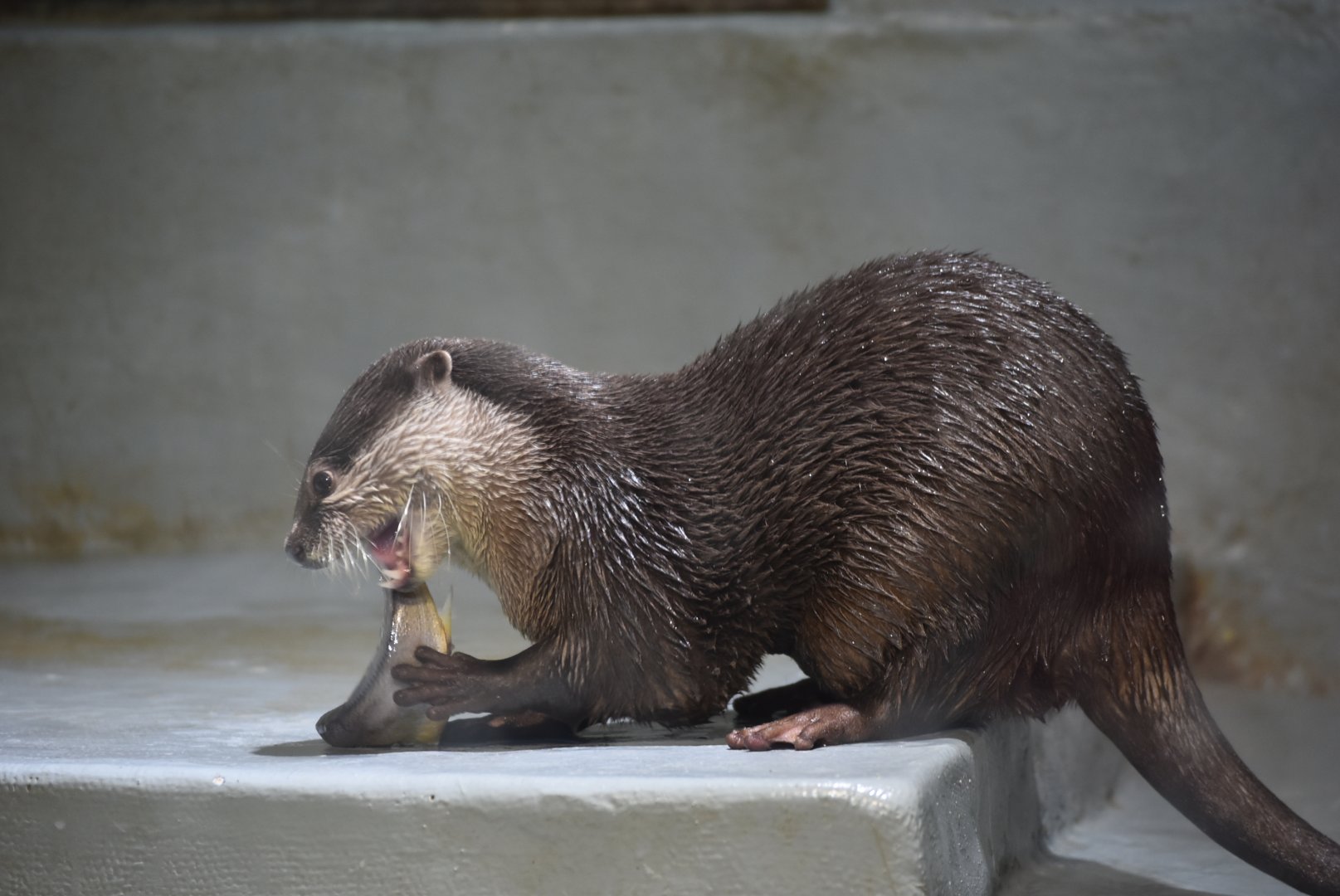 oriental small-clawed otter/Asian small-clawed otter（Aonyx cinereus）