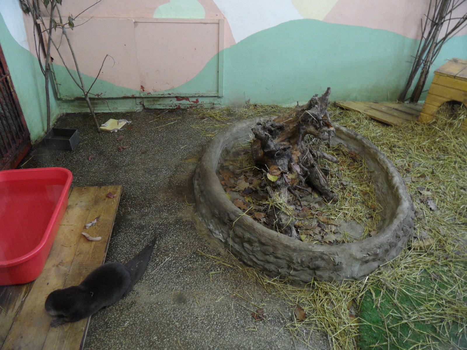 Oriental small-clawed otter exhibit #2