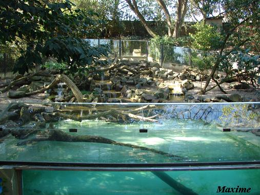 Oriental Small-clawed Otter exhibit - Les Sables d'Olonne (France)