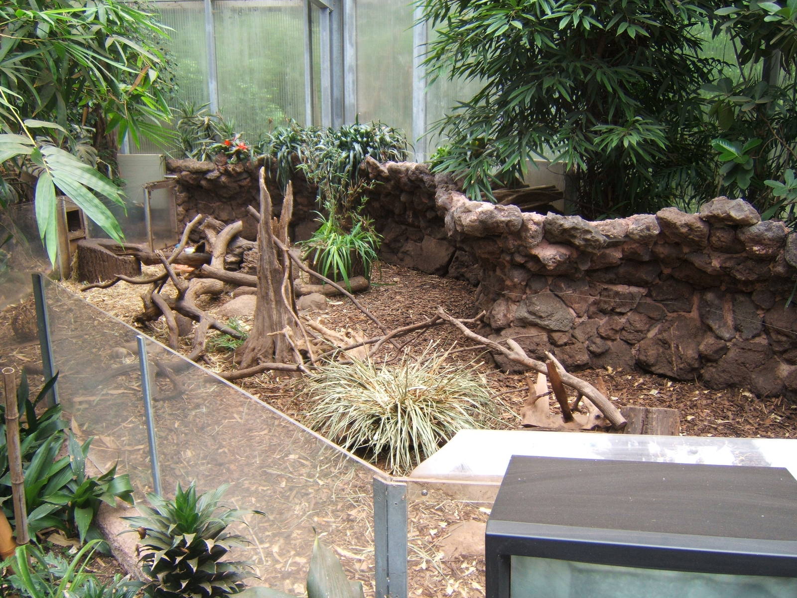 Oriental Small-clawed Otter indoor enclosure