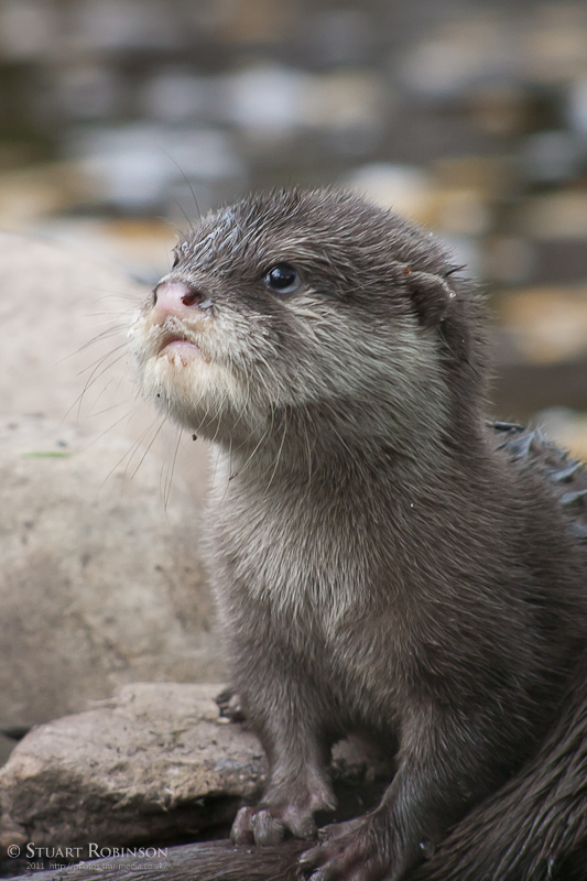 Oriental Small-clawed Otter Pup - 25/09/2011