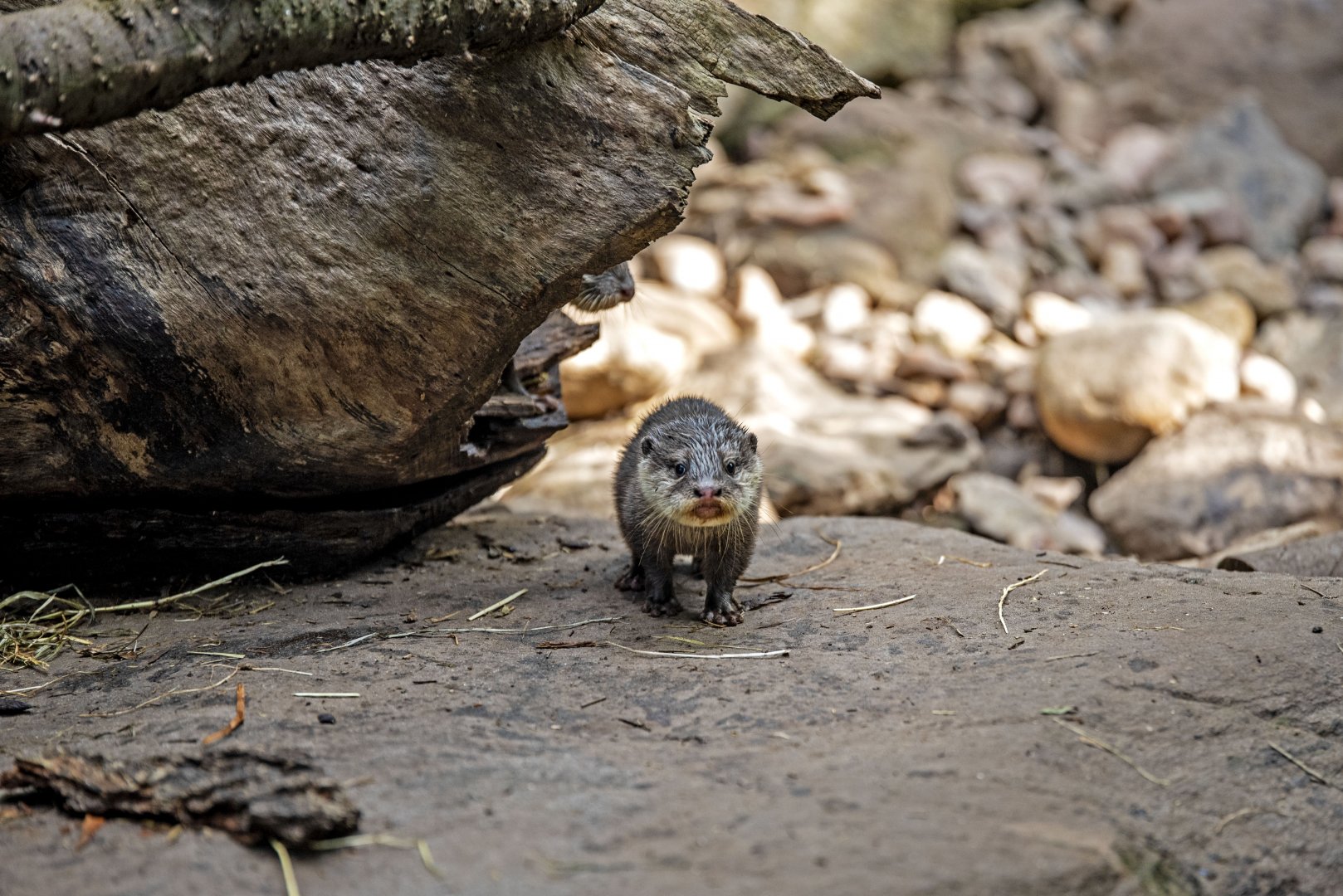 Oriental small-clawed otter pup