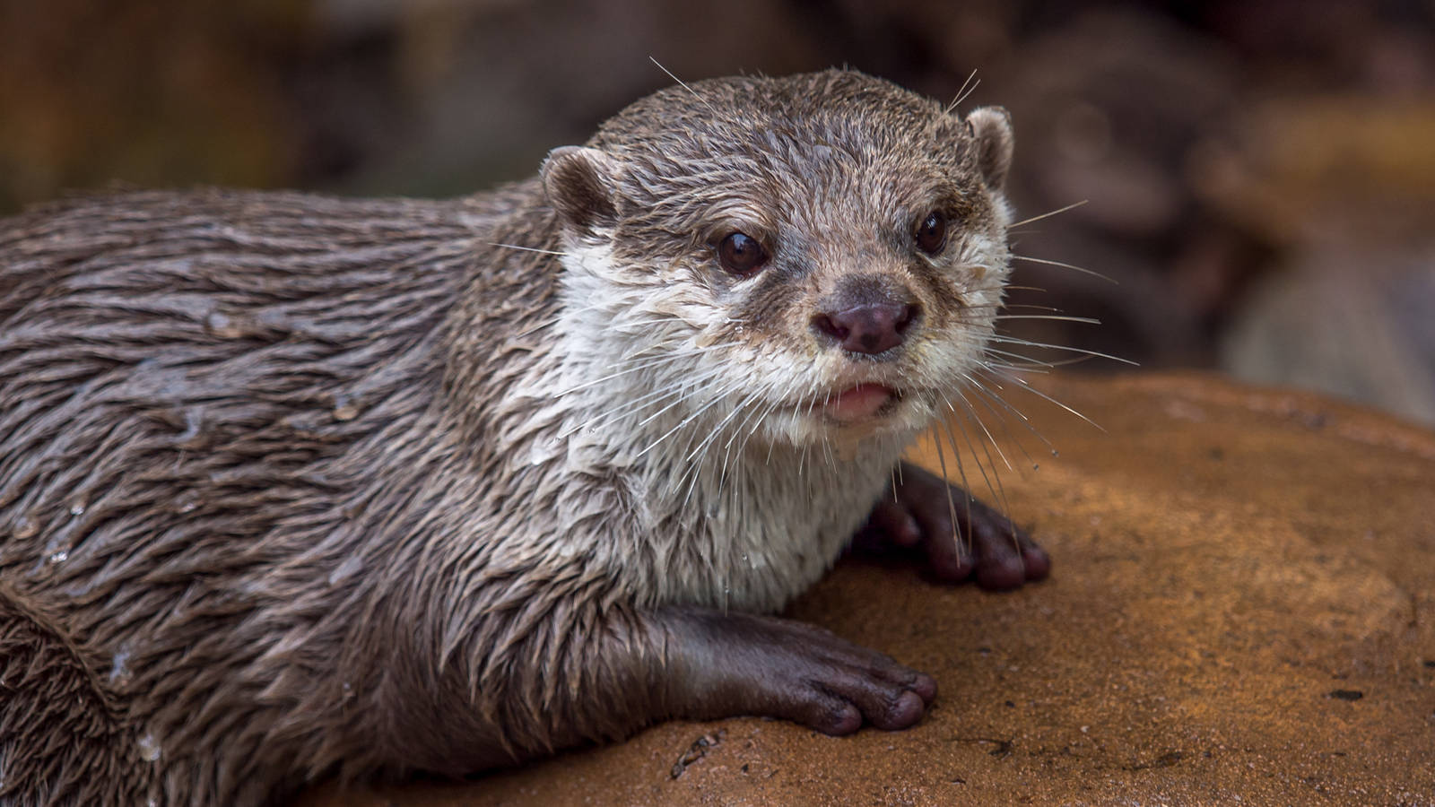 Oriental Small Clawed Otter rests after a large meal