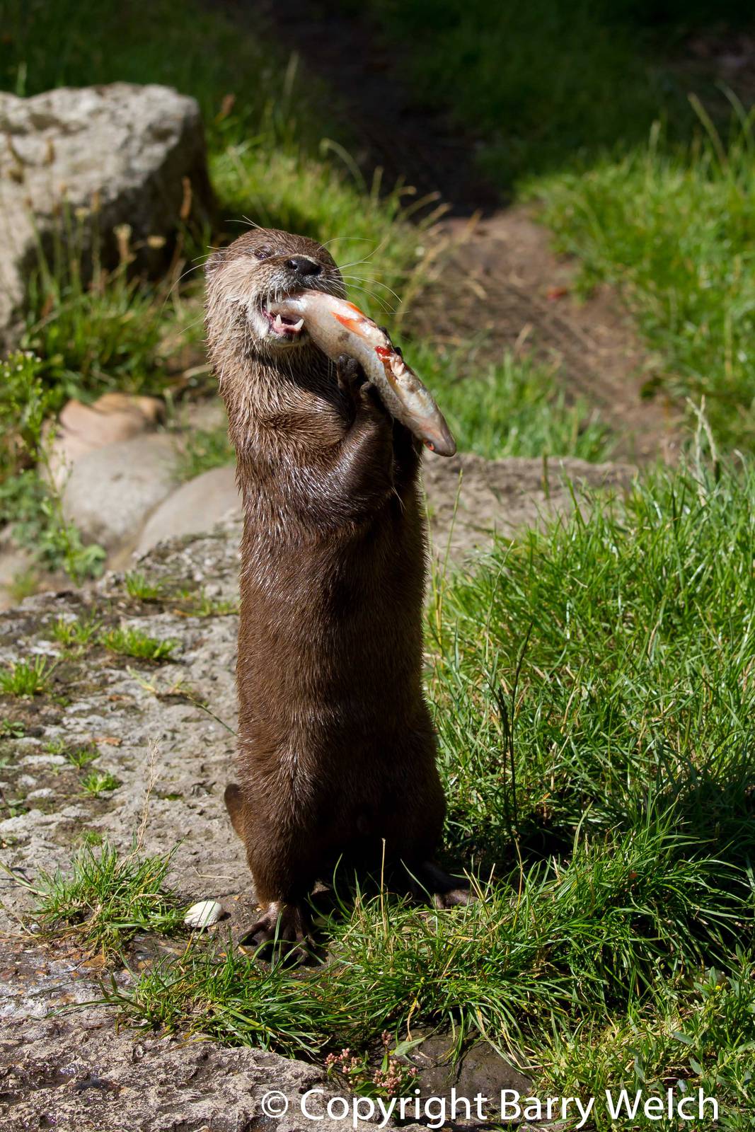 Oriental Small Clawed Otter
