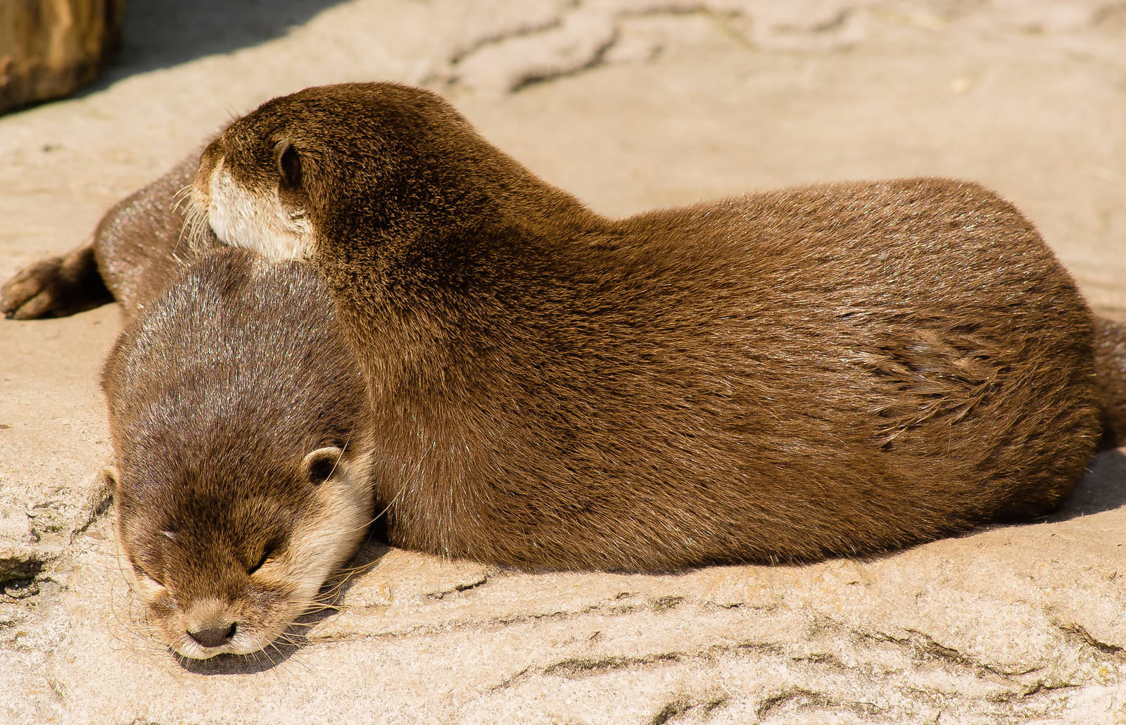 Oriental Small-clawed Otter