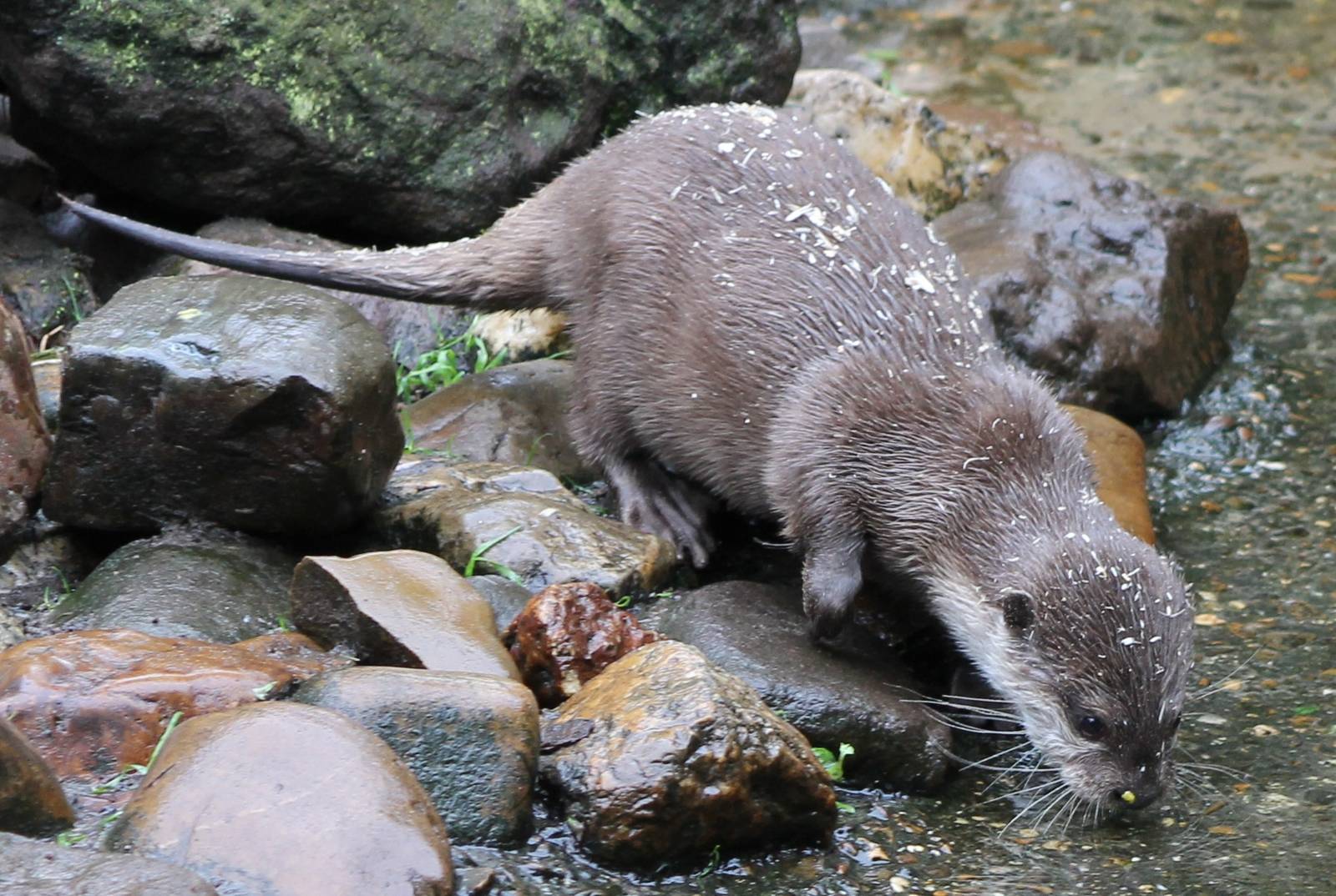 Oriental small-clawed otter