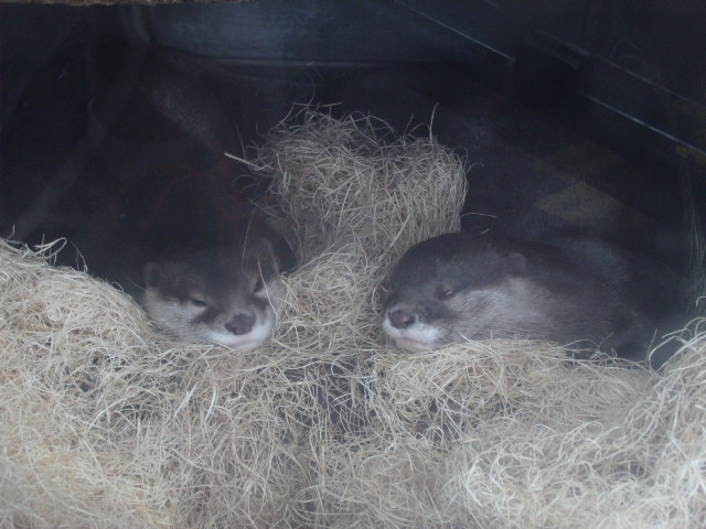 Oriental Small-Clawed Otter