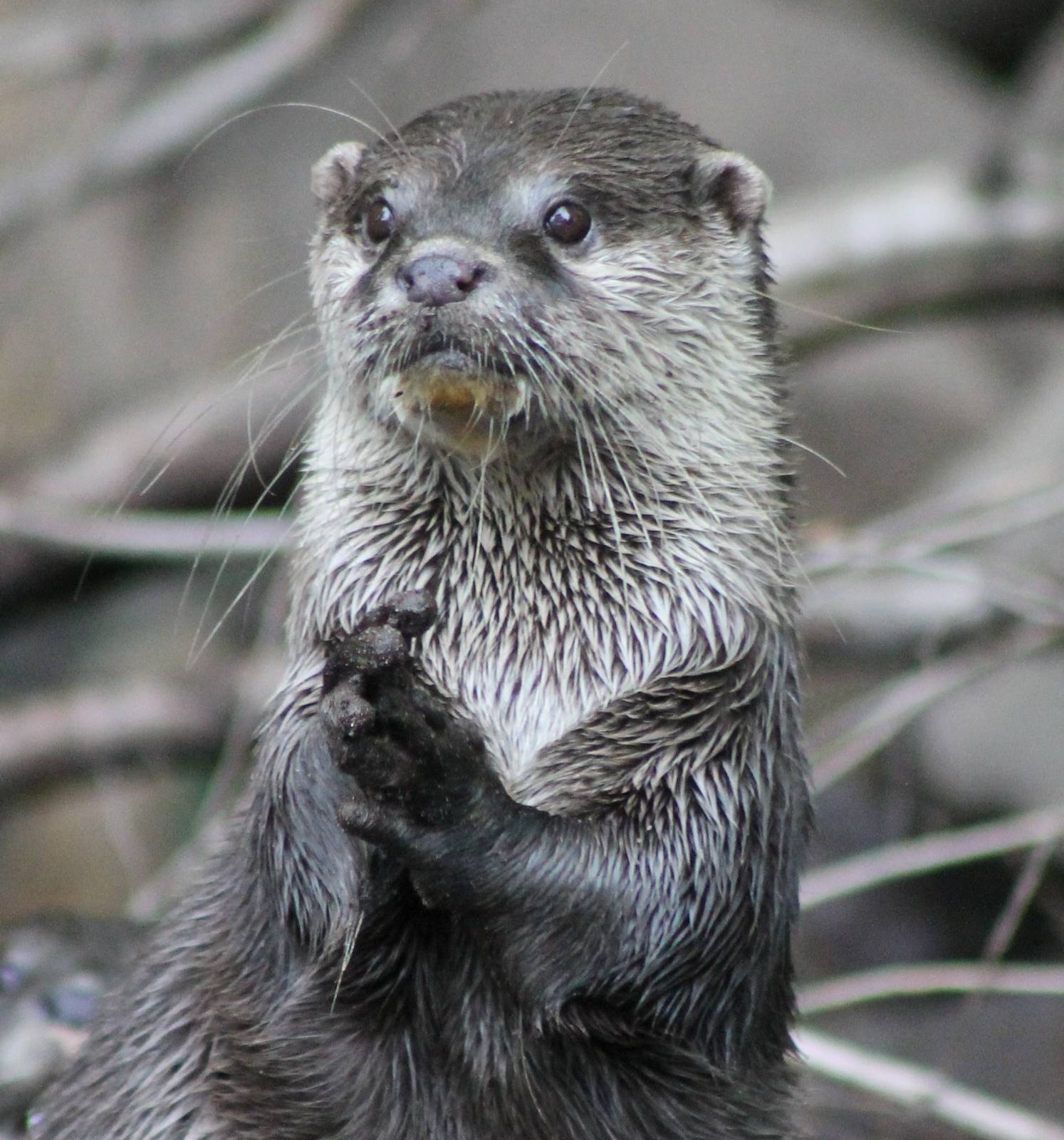 Oriental small-clawed otter