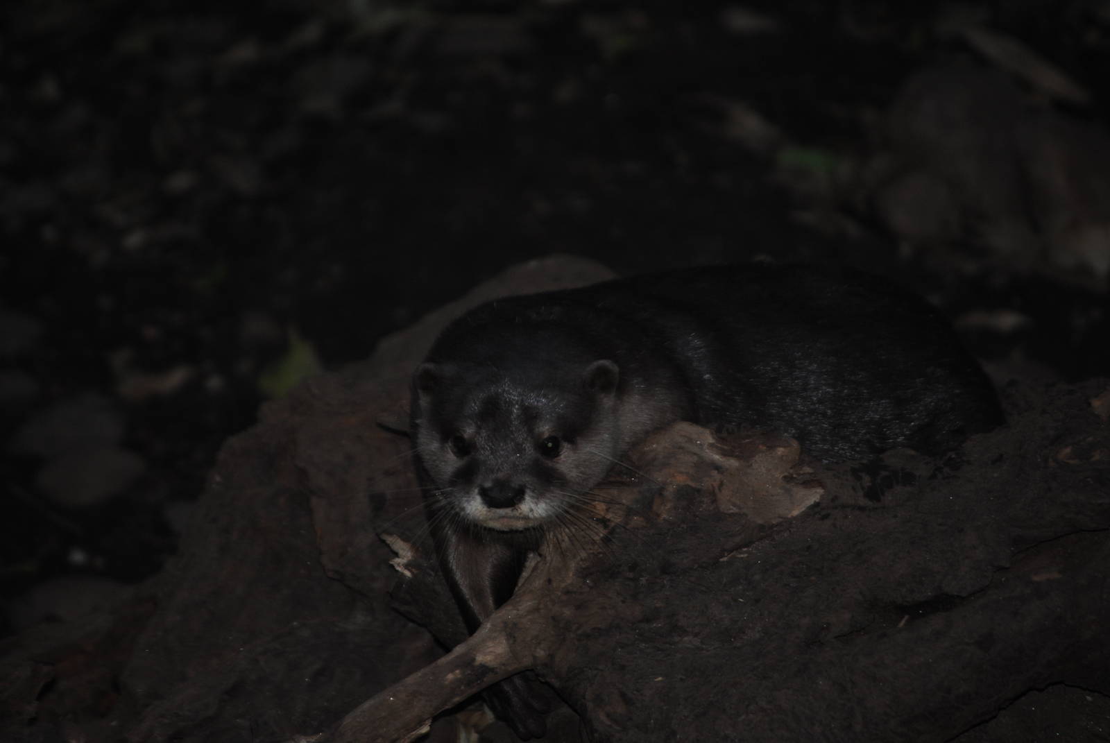 Oriental Small-Clawed Otter