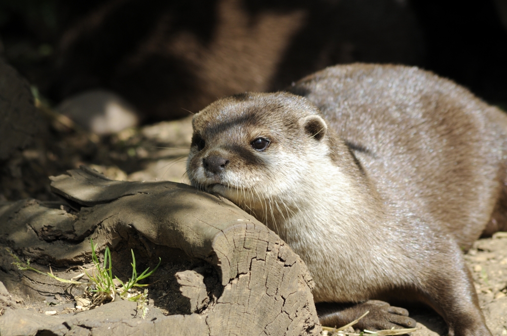 Oriental Small-clawed Otter