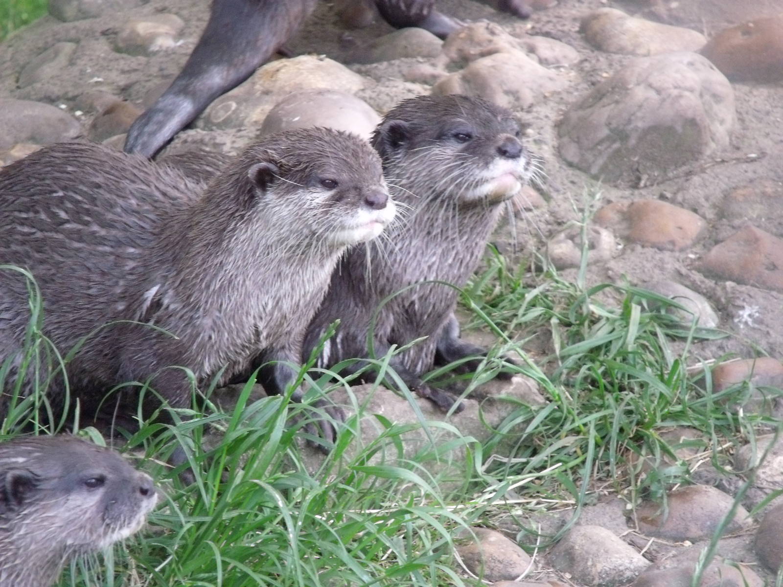 Oriental small-clawed Otter