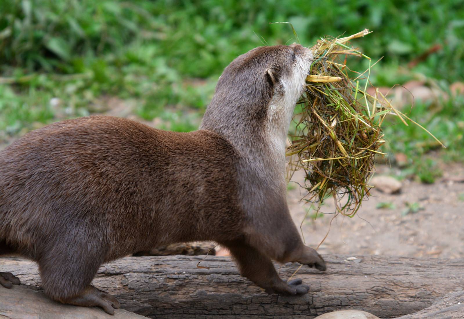 ORIENTAL SMALL CLAWED OTTER