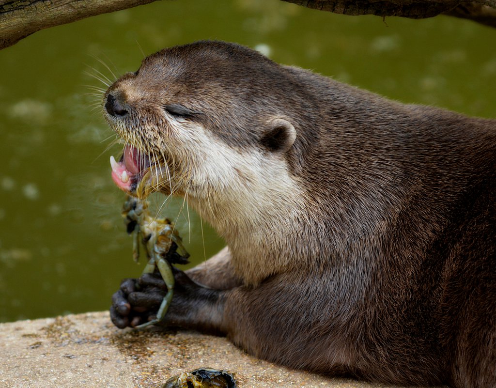 Oriental Small Clawed otter