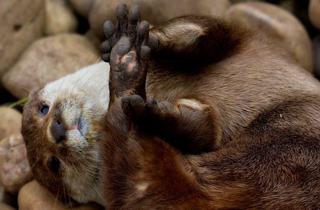 Oriental small clawed otter