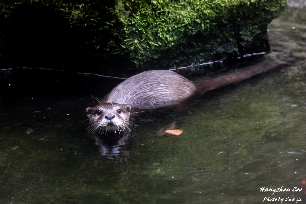 Oriental small-clawed otter