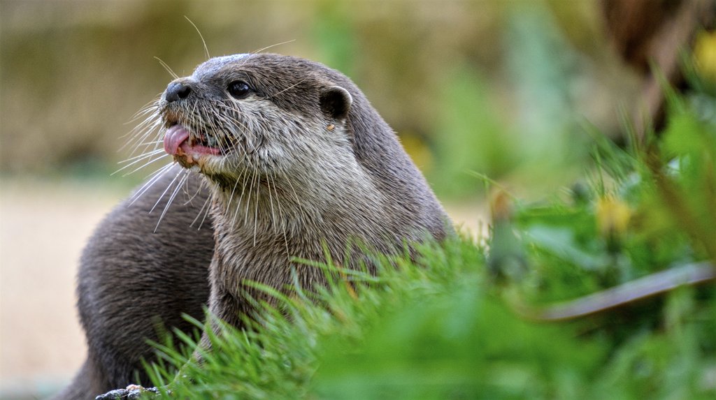 Oriental Small-clawed otter