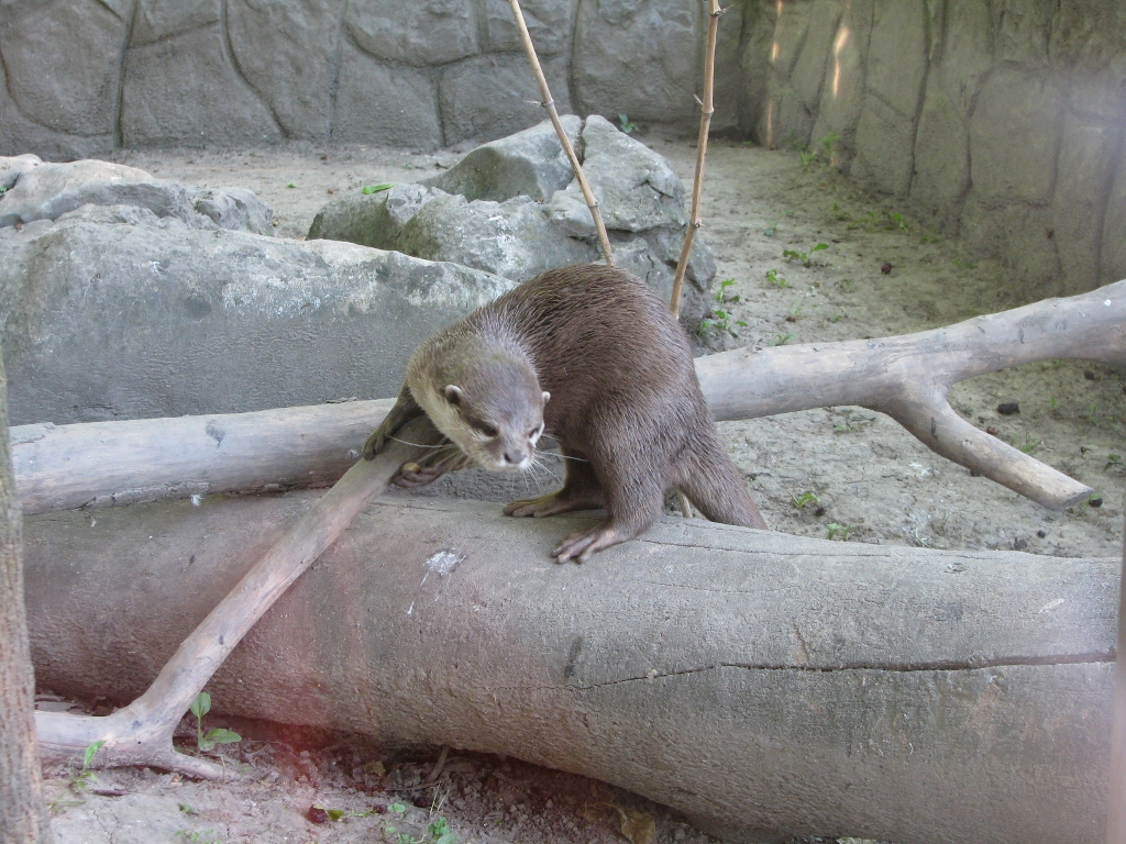 Oriental Small-clawed Otter