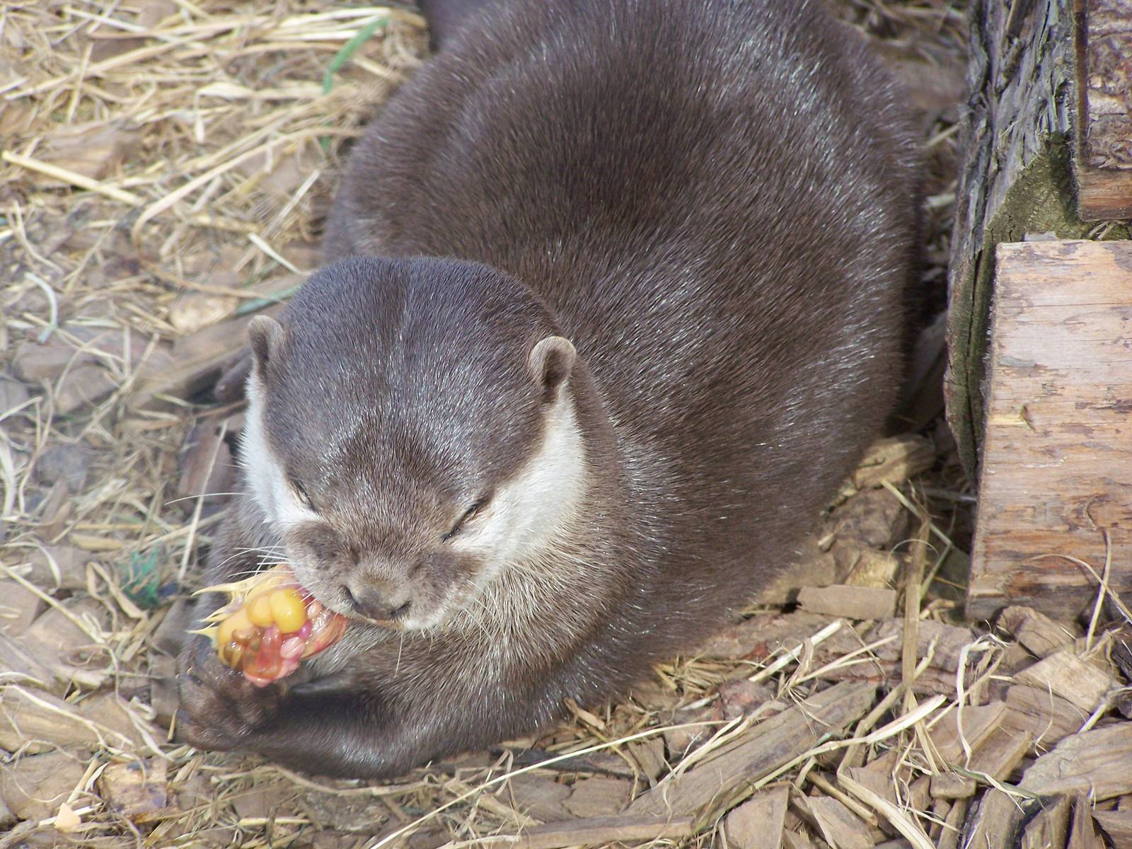 Oriental Small-clawed Otter