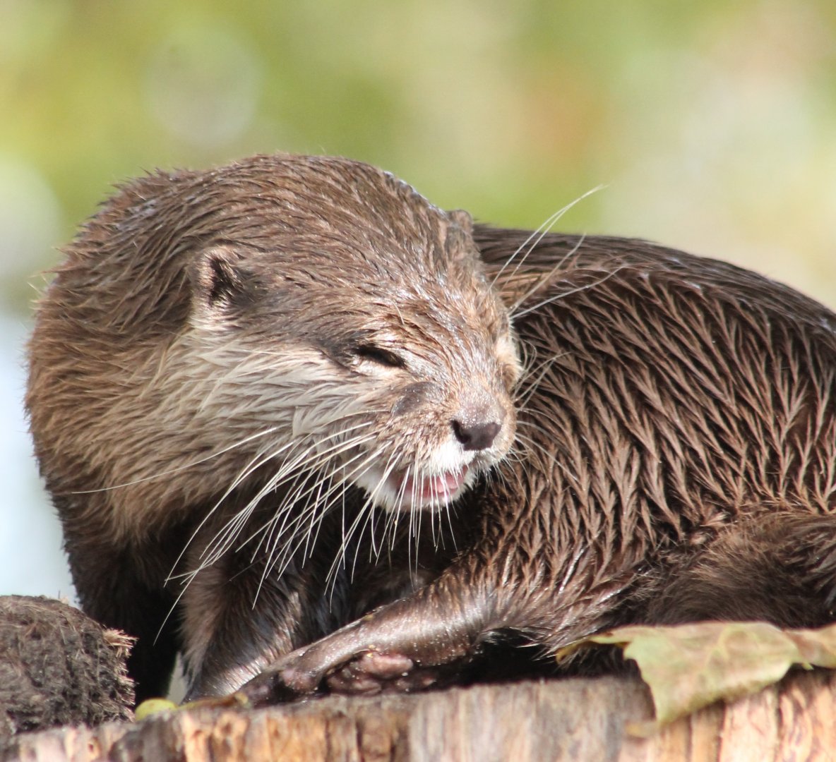 Oriental small-clawed otter
