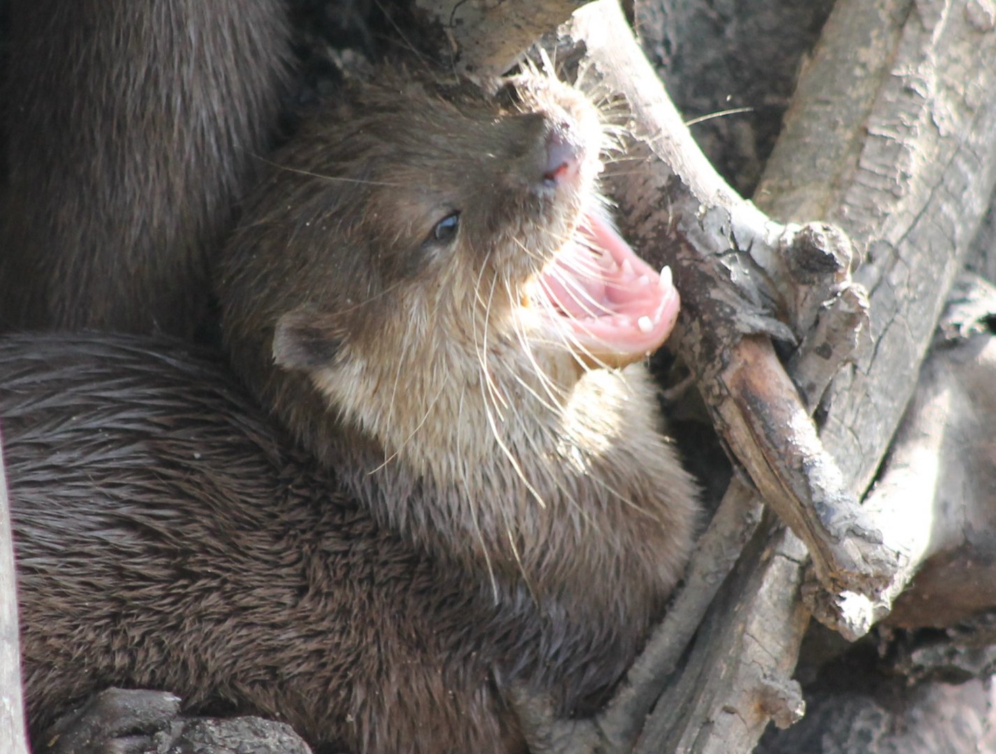 Oriental small-clawed otter