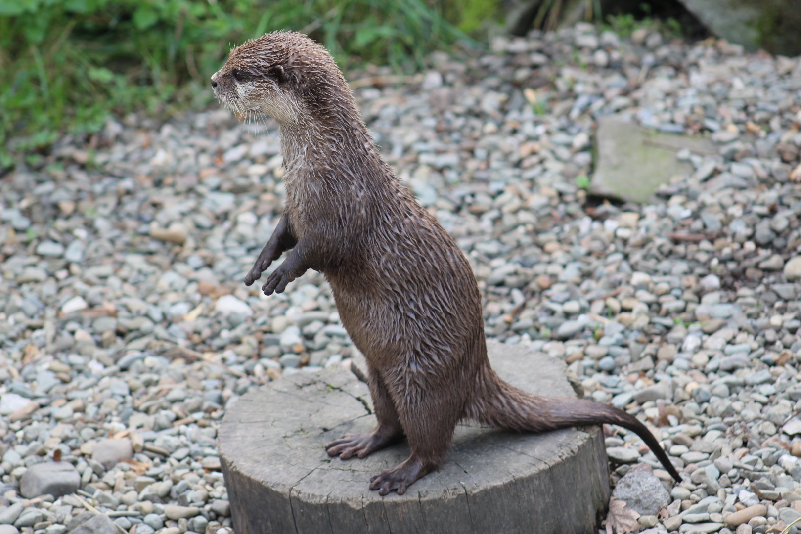 Oriental Small-Clawed Otter