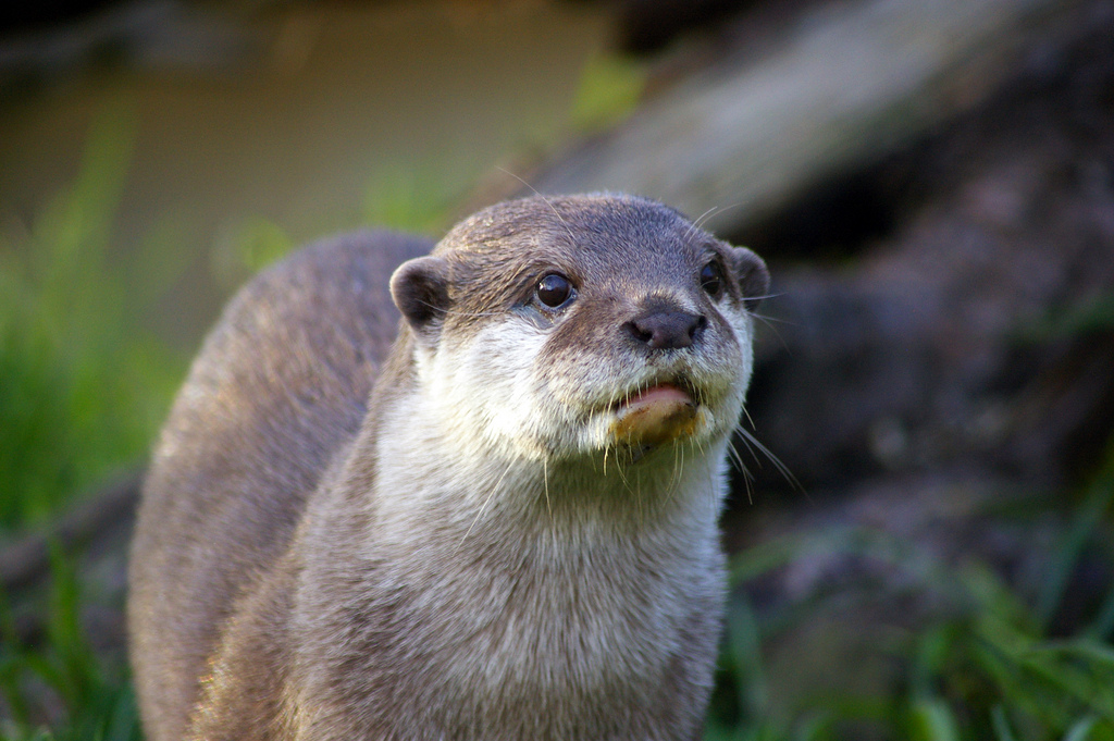 Oriental Small-Clawed Otter