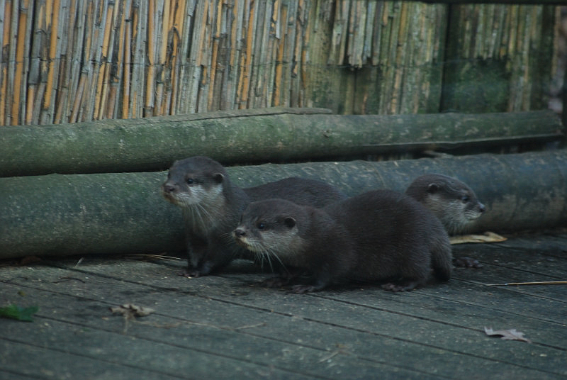 Oriental small-clawed otter