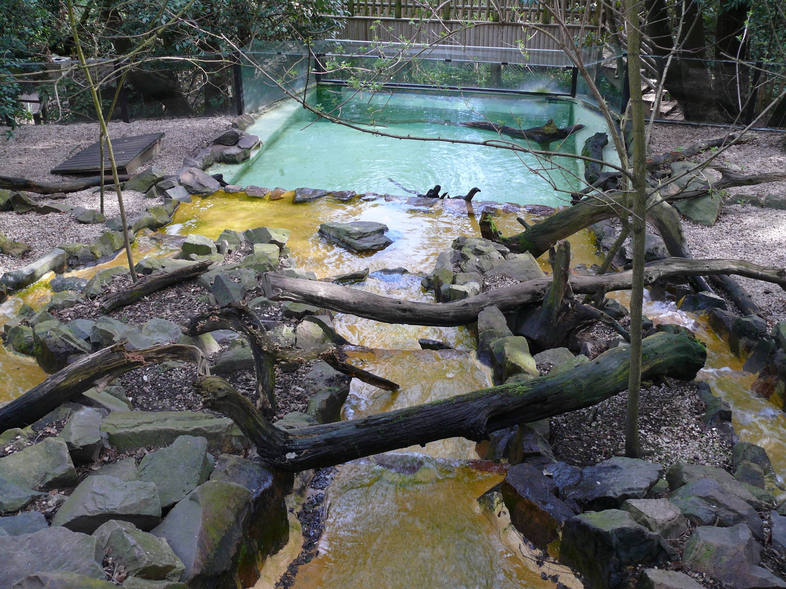 Oriental small-clawed otters exhibit