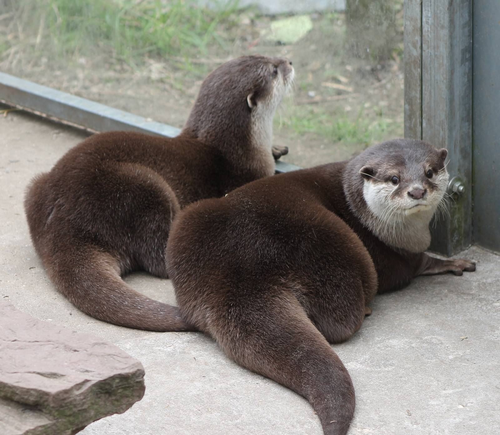 Oriental small-clawed otters
