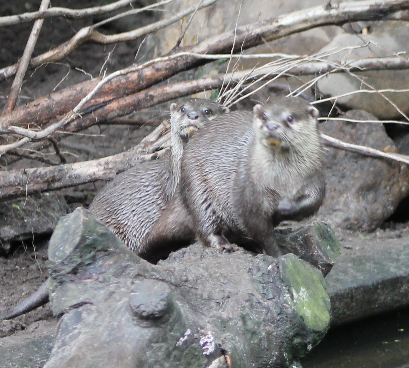 Oriental small-clawed otters