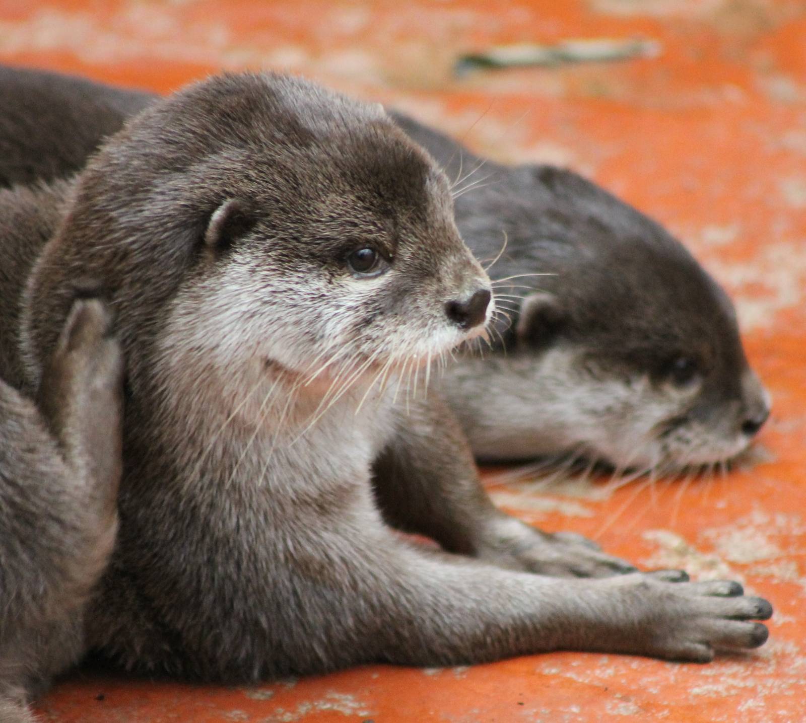 Oriental small-clawed otters