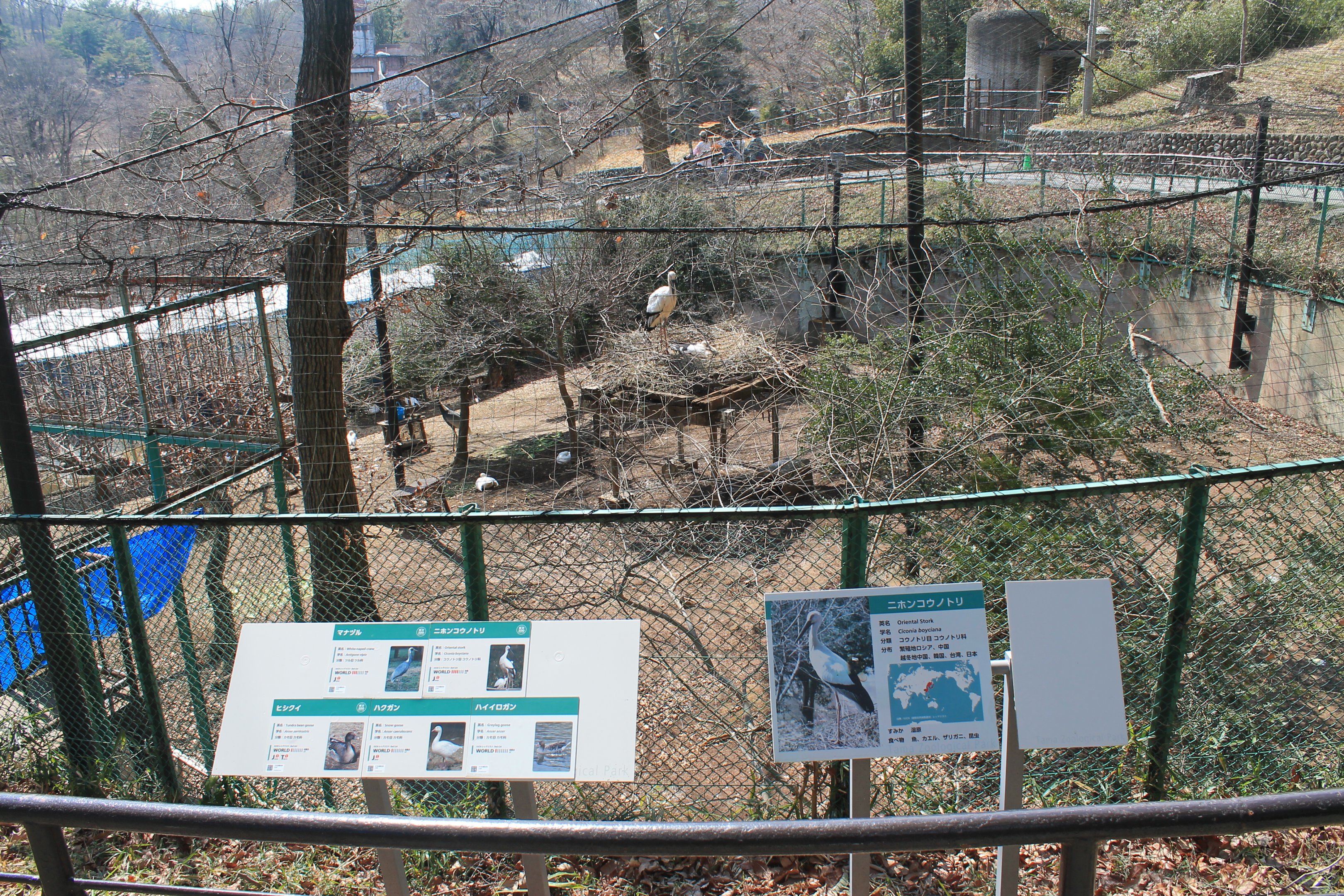 Oriental Stork aviary
