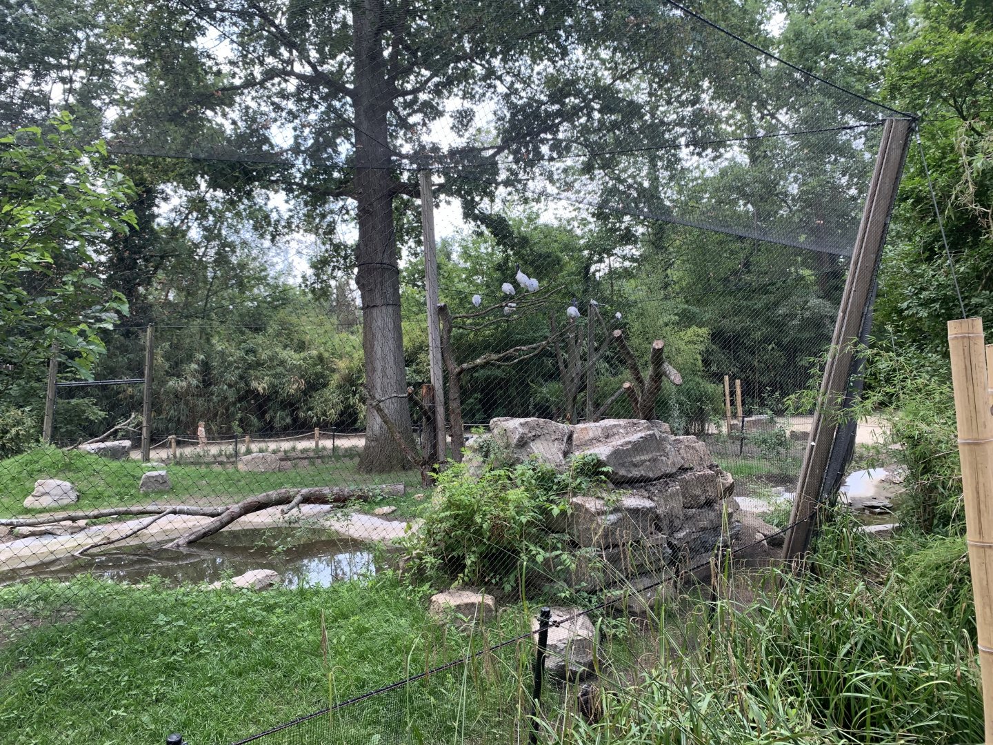 Oriental Stork aviary