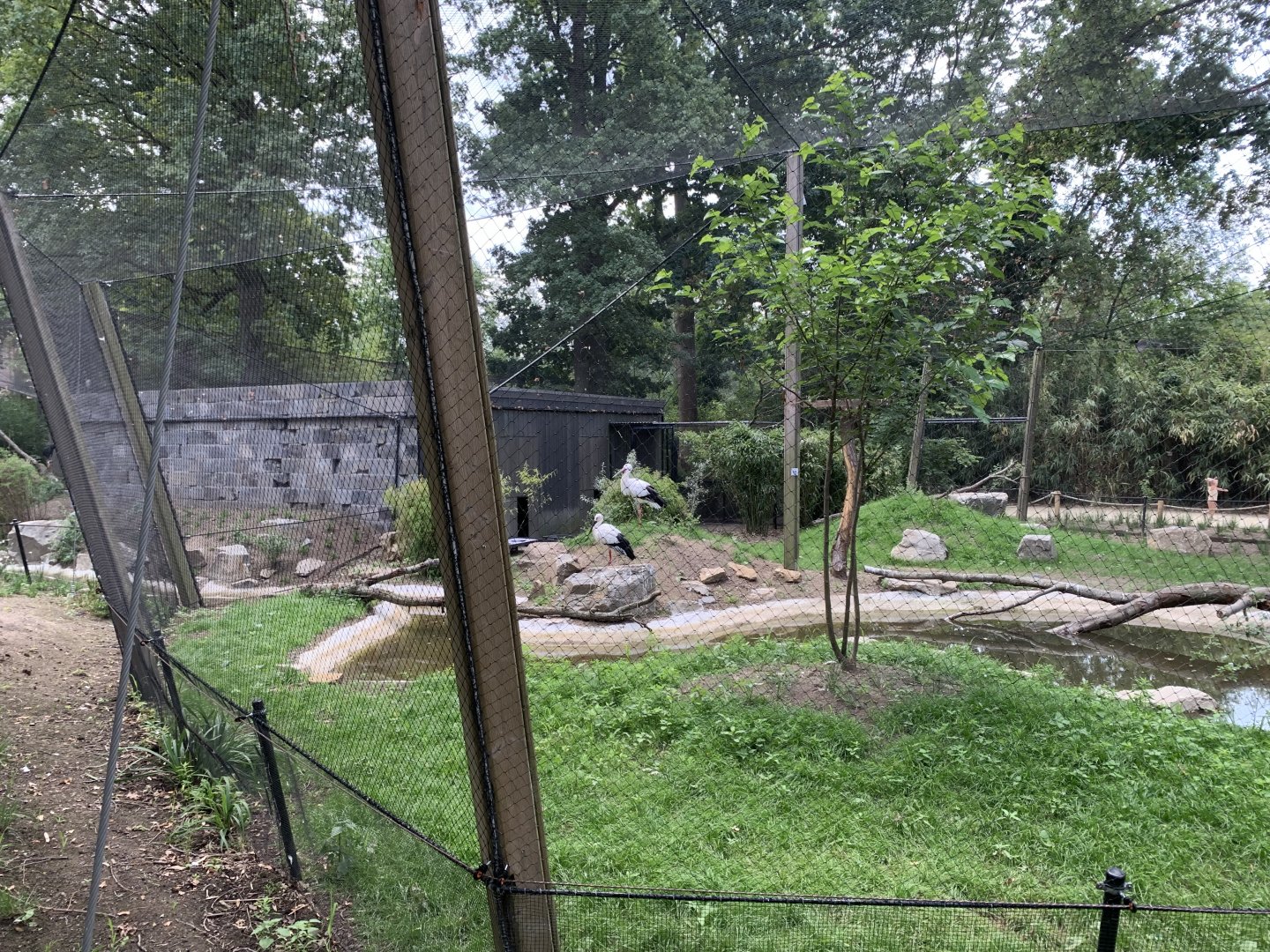 Oriental Stork aviary