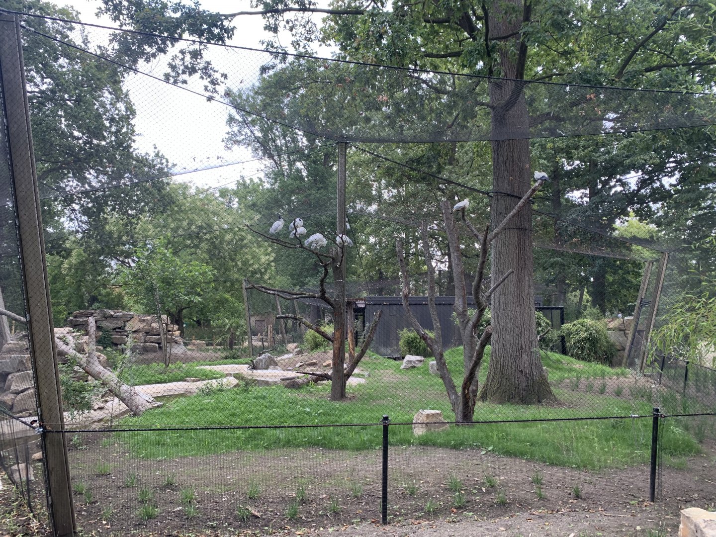 Oriental Stork aviary
