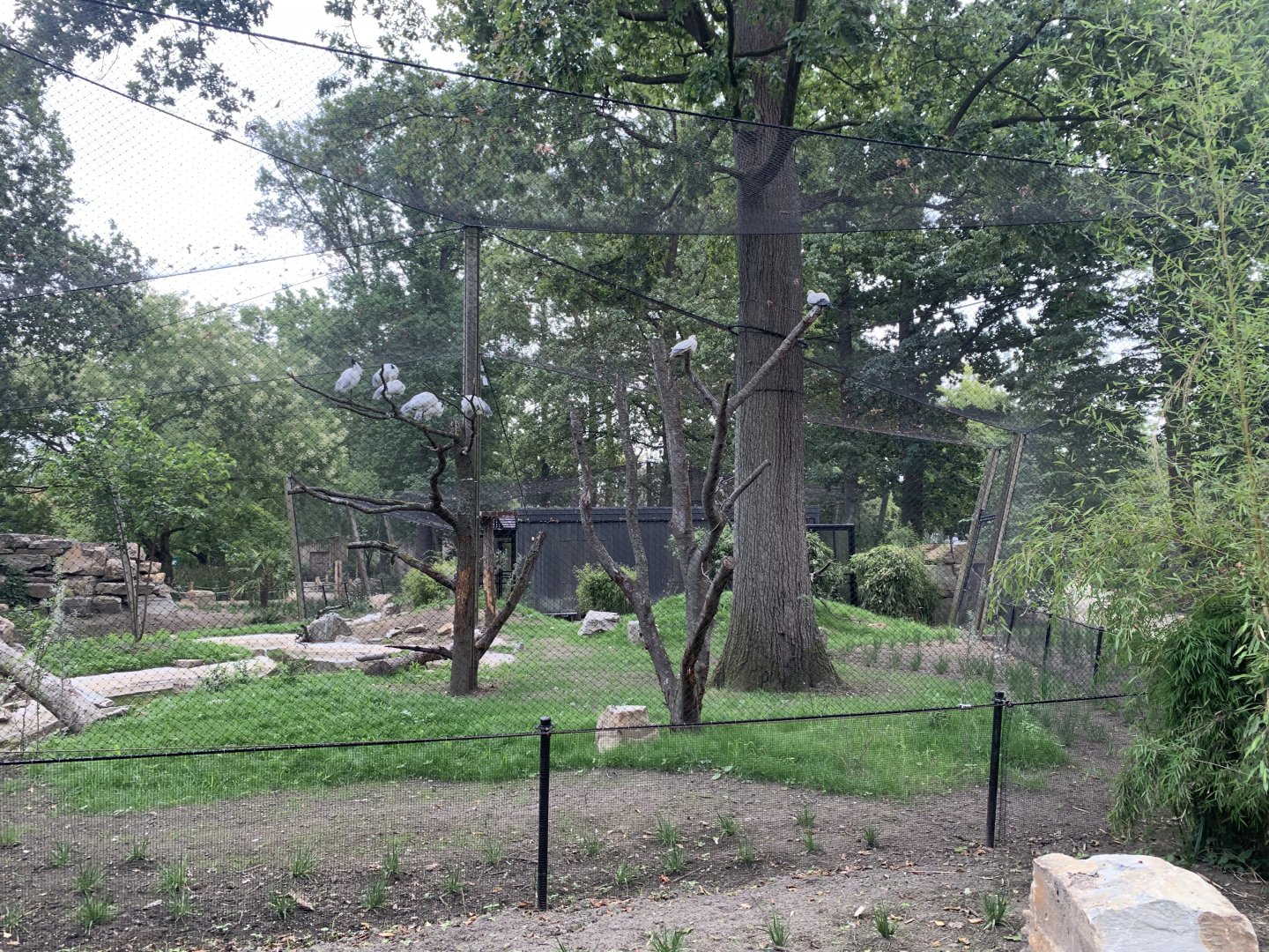 Oriental Stork aviary