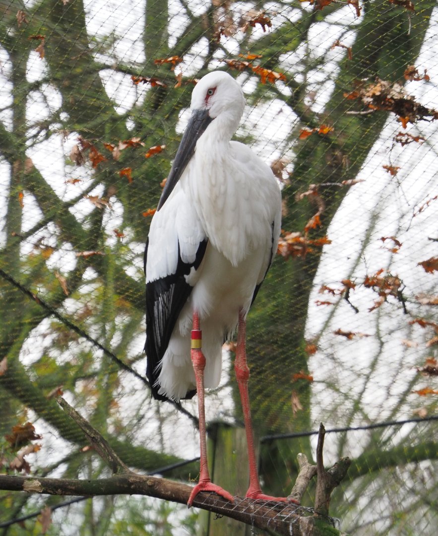 Oriental stork (Ciconia boyciana), 2021-11-23