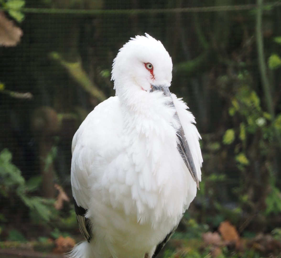 Oriental stork (Ciconia boyciana), 2021-11-23