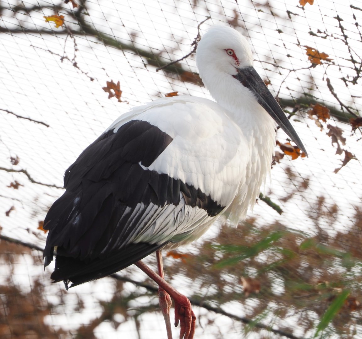 Oriental stork (Ciconia boyciana), 2021-12-07