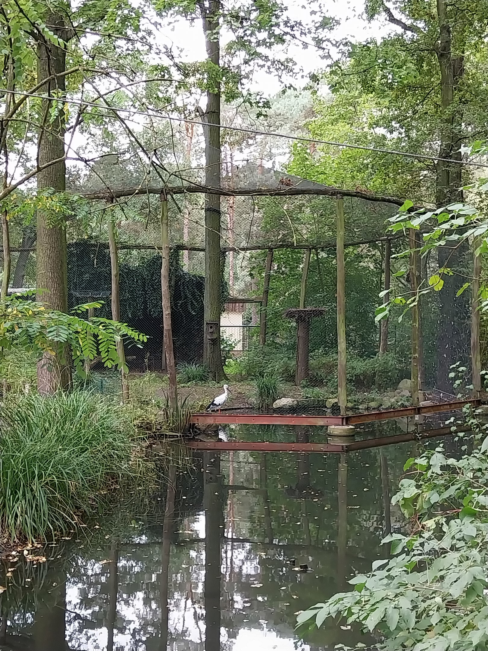 Oriental Stork (Ciconia boyciana) Aviary
