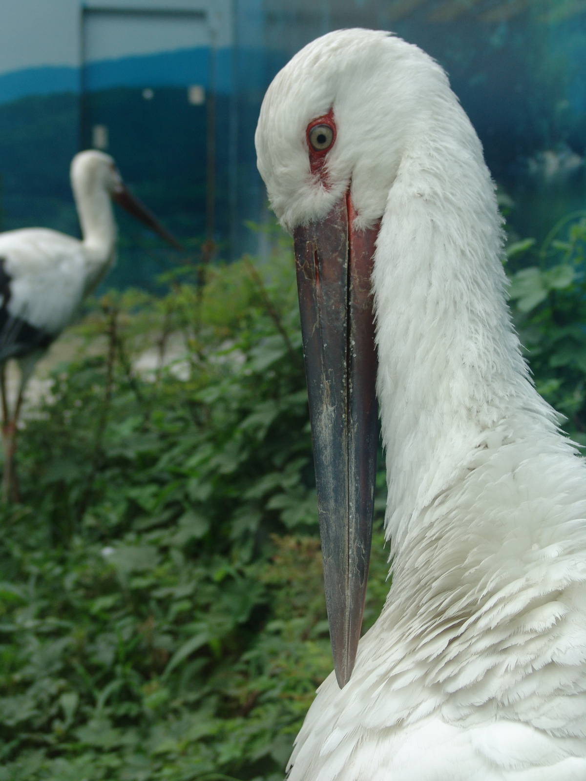 Oriental Stork (Ciconia boyciana)