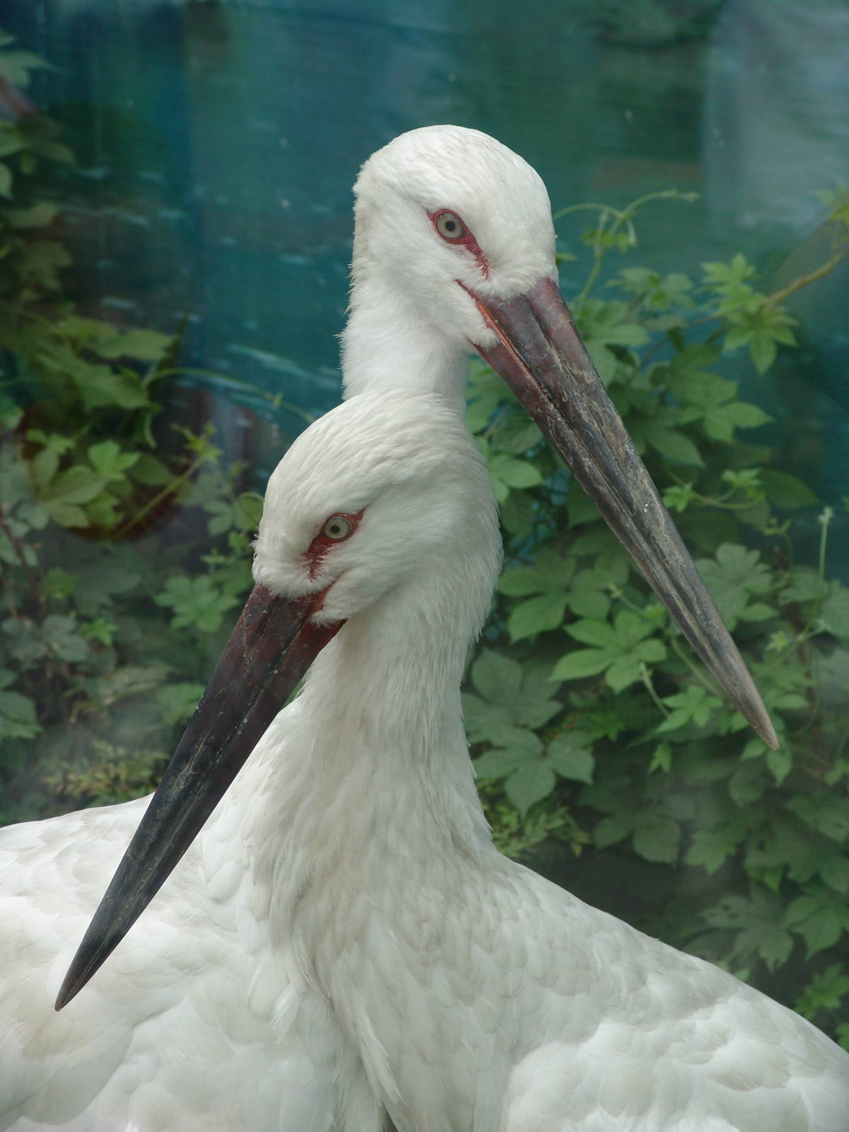 Oriental Stork (Ciconia boyciana)