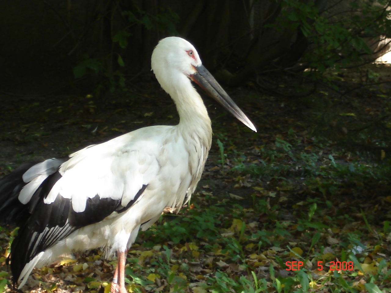 Oriental stork - Ciconia boyciana