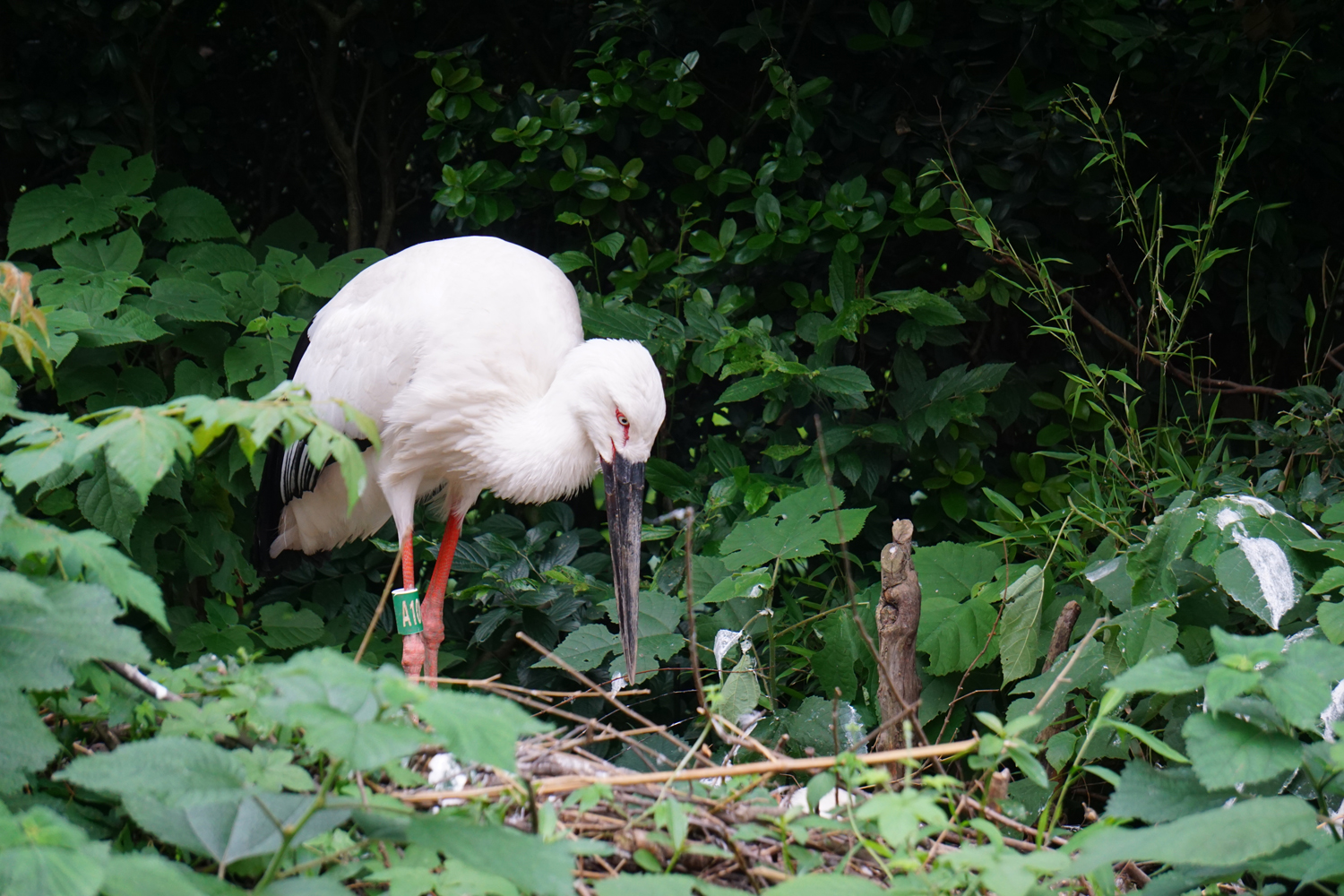 Oriental stork (Ciconia boyciana)