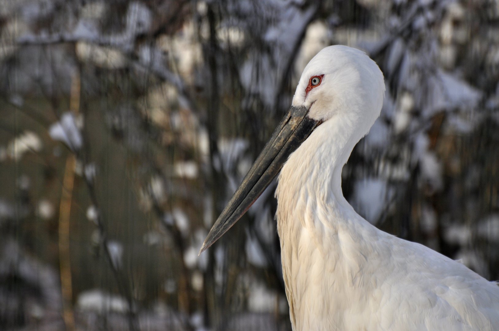 Oriental stork (Ciconia boyciana)