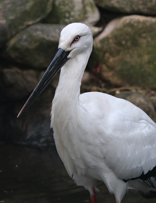 Oriental stork (Ciconia boyciana)