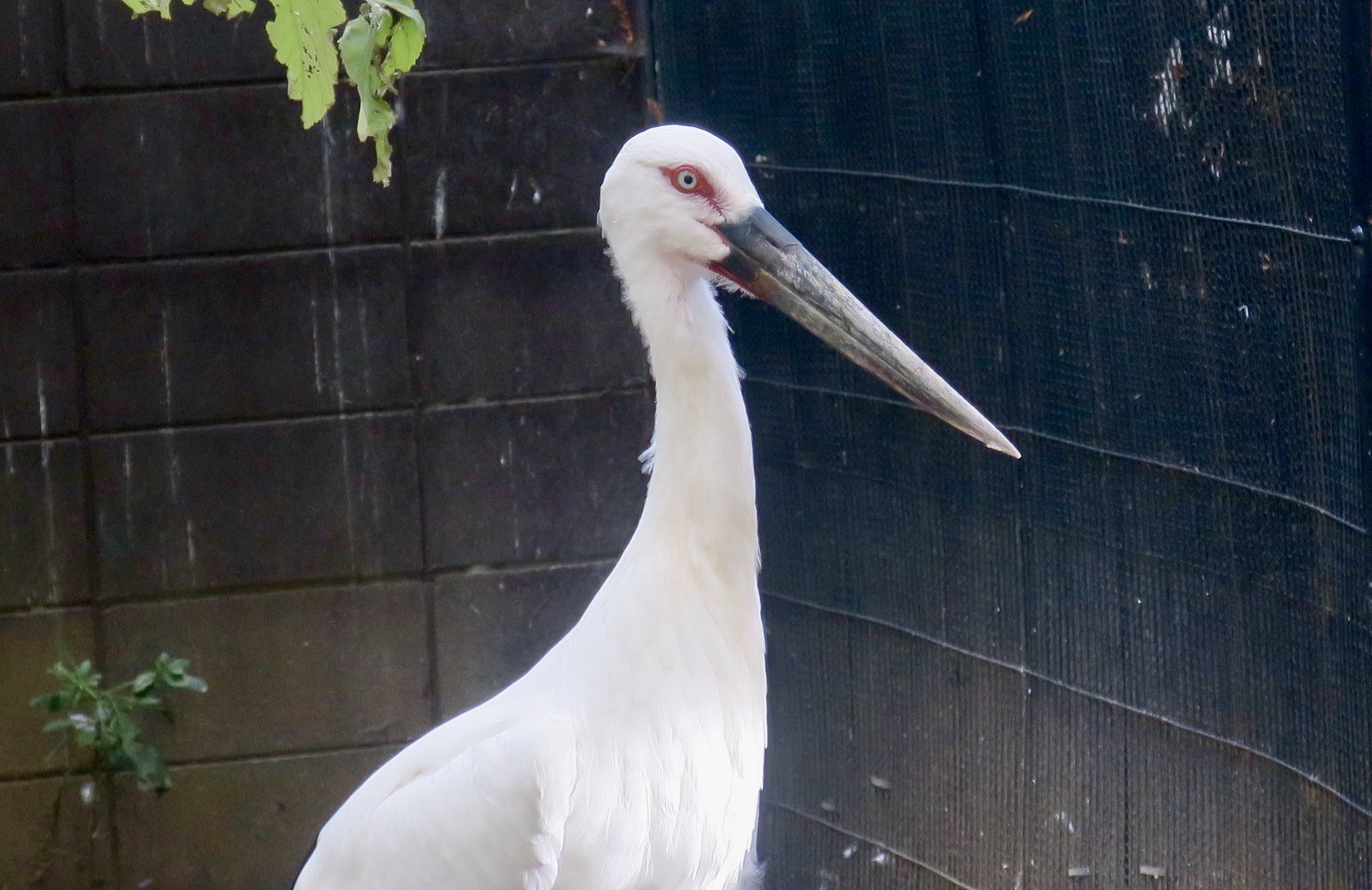 Oriental Stork (Ciconia boyciana)